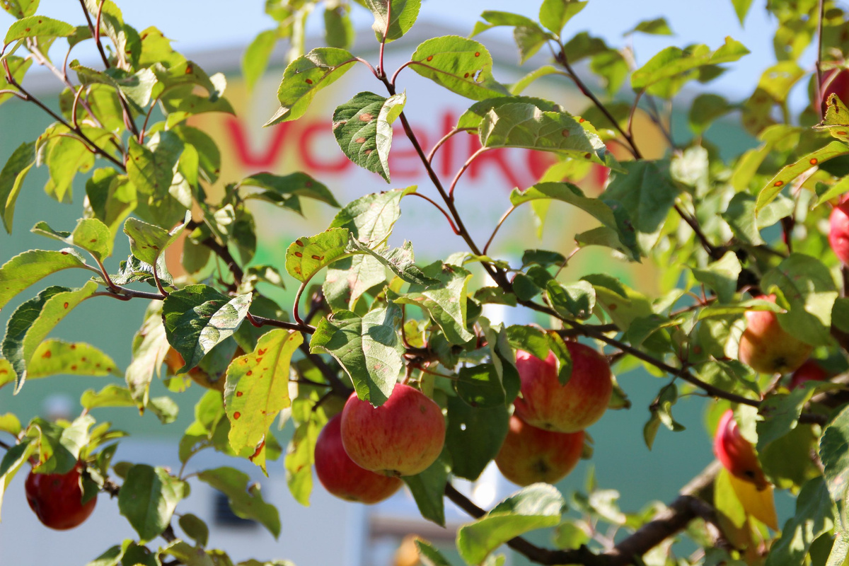 Header Spielberger Mühle 