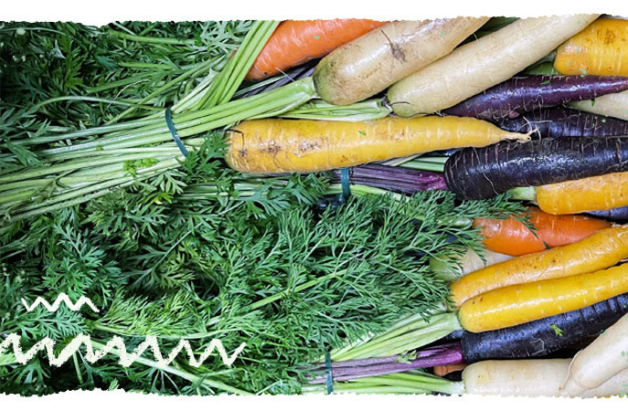 Möhrengrün und Bund Möhren