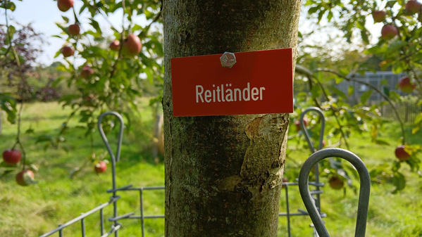 KI generiert: Ein Baum im Freien mit einem roten Schild. Text: "Reitländer".