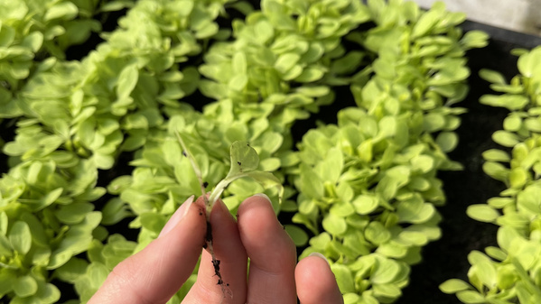 KI generiert: Eine Person arbeitet in einem Raum mit Holzwänden und verpackt Eier in Kartons. Der Hauptinhalt des Bildes ist der Verpackungsprozess von Eiern auf einem Tisch oder einer Maschine.