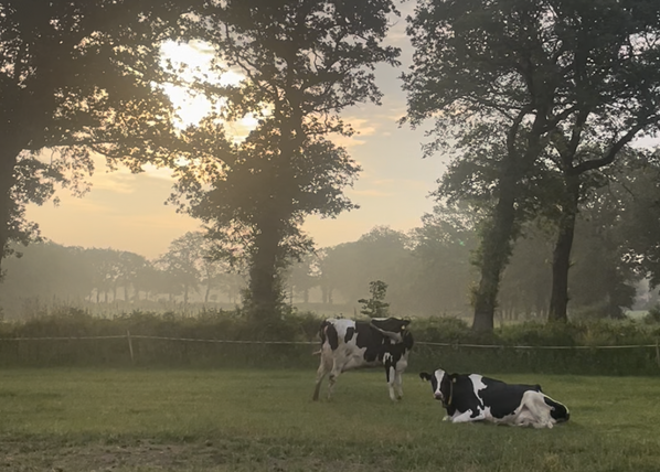 KI generiert: Zwei Kühe auf einer grünen Wiese im Morgenlicht mit Bäumen im Hintergrund.
