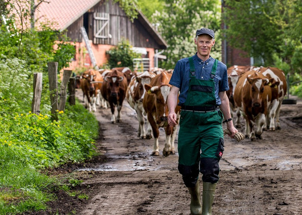 Hof Dannwisch Georg treibt Kühe auf Weide