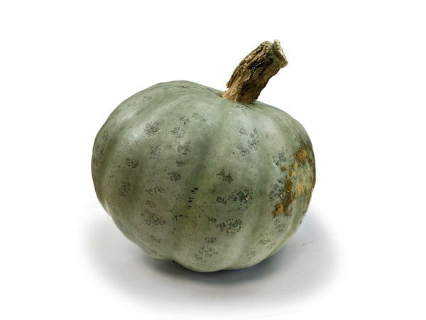 Produktfoto zu Kürbis Blue Kuri, ca. 1,5 - 2kg