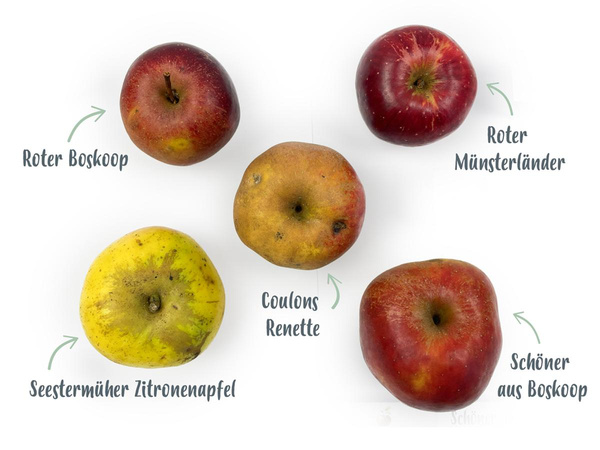 Produktfoto zu Alte Sorten - Back- und Tafeläpfel, ca. 1kg
