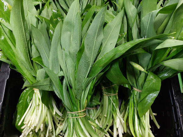 Bärlauch - mehrere Bunde in Kiste