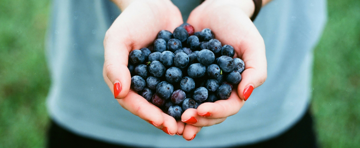 KI generiert: Hände halten eine Menge Blaubeeren.