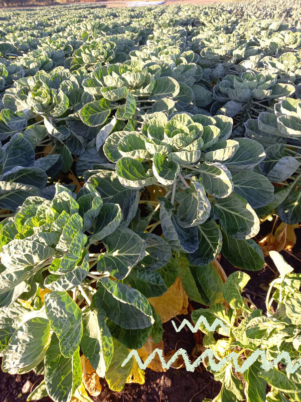 Rosenkohl auf dem Feld