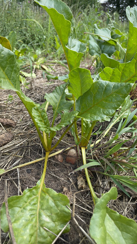 Heuerhof, DEMETER, Gelbe Beete