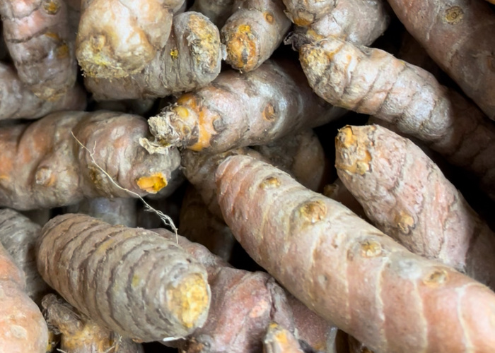 frische Kurkuma Knollen