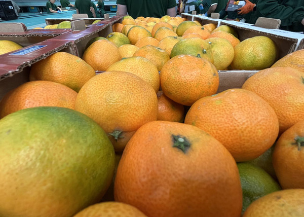 KI generiert: Frische Orangen in Kartons gestapelt, bereit zum Verkauf.