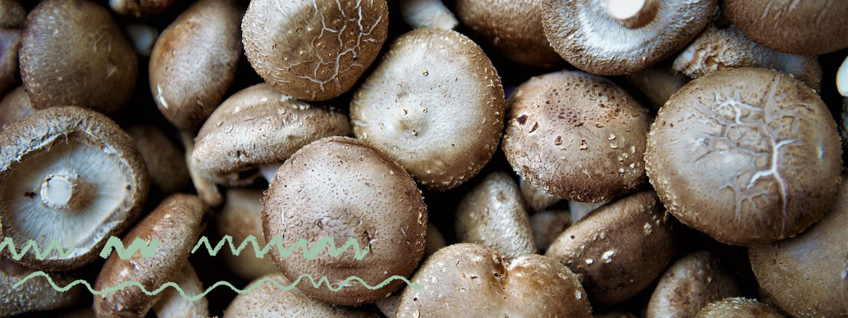 Shiitake Pilze