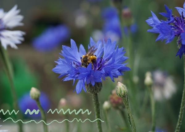 Wildbiene auf Kornblume