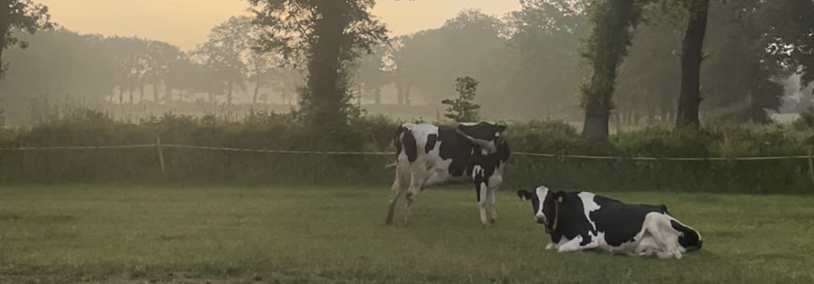 KI generiert: Zwei Kühe auf einer Wiese bei Sonnenuntergang, umgeben von Bäumen.