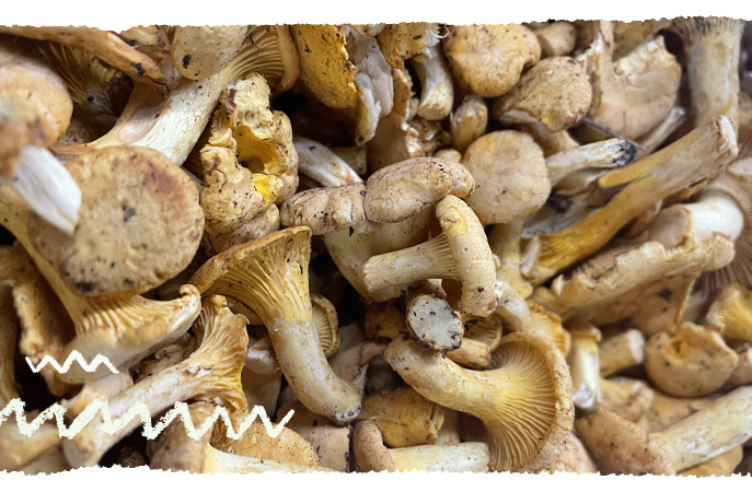 KI generiert: Frische Pfifferlinge liegen eng beieinander.