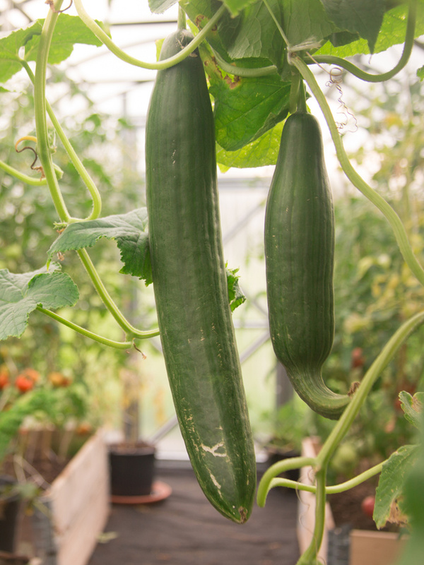 Was ist eine Gurke botanisch gesehen?