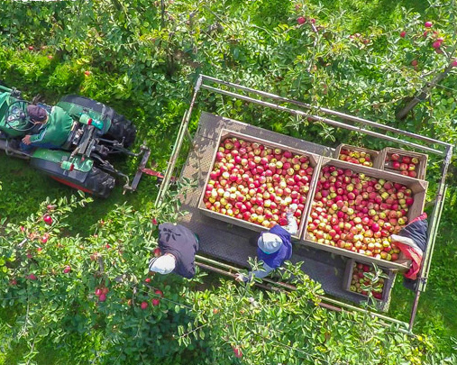 Bio Augustin aus dem alten Land