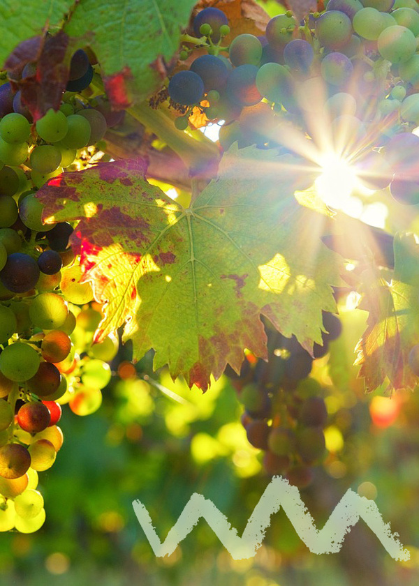 Trauben Herbst licht rebe