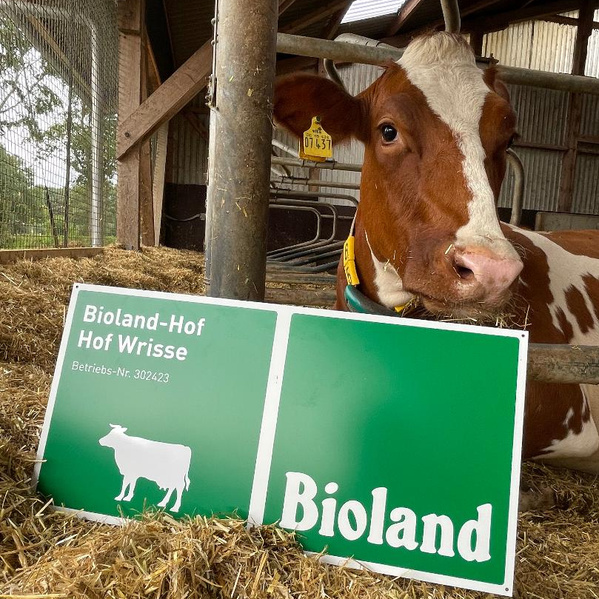 KI generiert: Eine Kuh im Stall mit einem Schild: "Bioland-Hof Hof Wrisse, Betriebs-Nr. 302423".