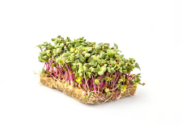 Produktfoto zu Radieschen-Kresse