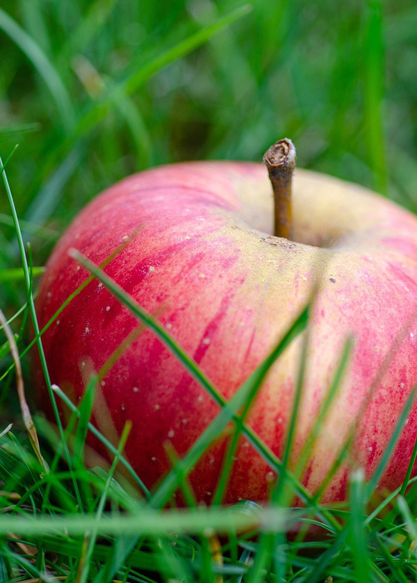 Apfel auf Wiese