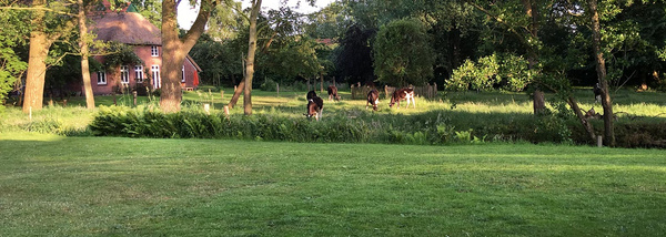 Kühe am Haus Hof Butendiek