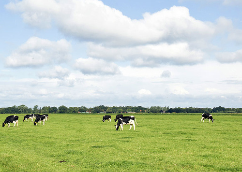 Kühe Wiese Hof Butendiek