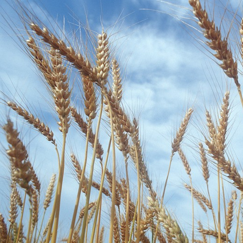 Bio-getreide