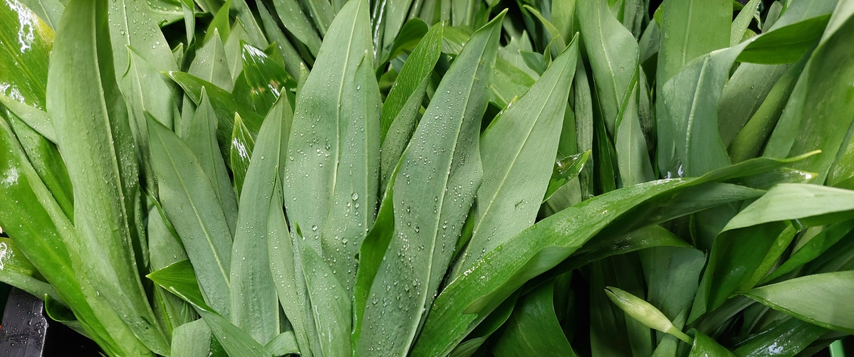 KI generiert: Grüne Blätter mit Wassertropfen, vermutlich Bärlauch.