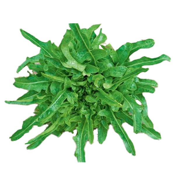 Produktfoto zu Eichblattsalat Cerbiatta