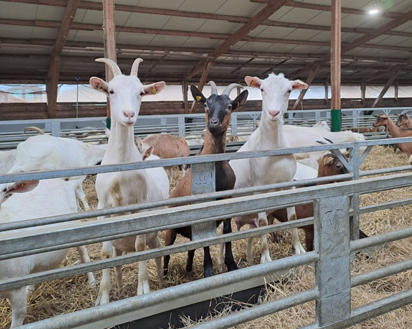 KI generiert: Ziegen stehen in einem Stall hinter einem Metallzaun.