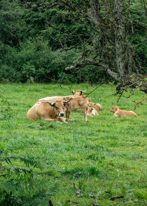 Auvergne Kühe Weide
