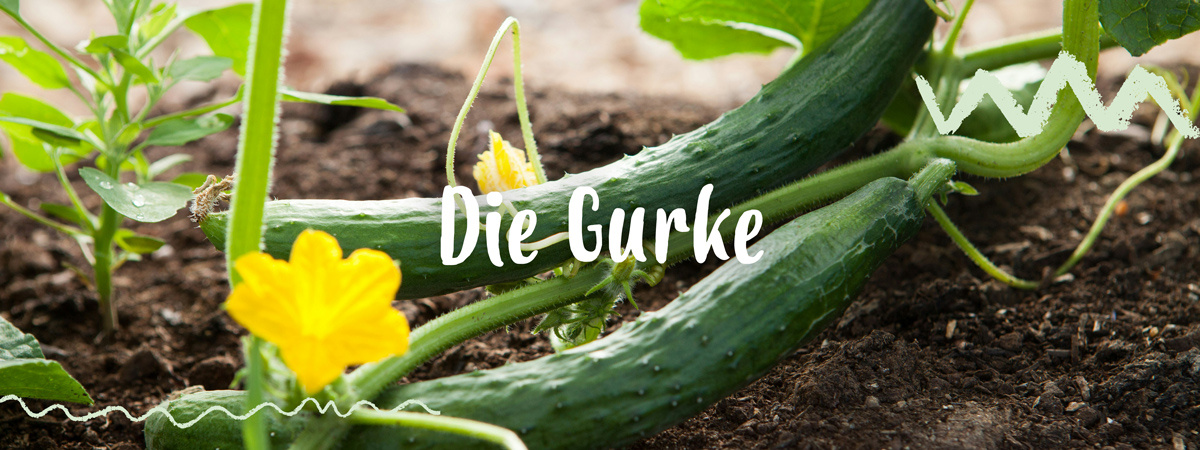 KI generiert: Gurken mit gelben Blüten im Garten. Text: "Die Gurke".