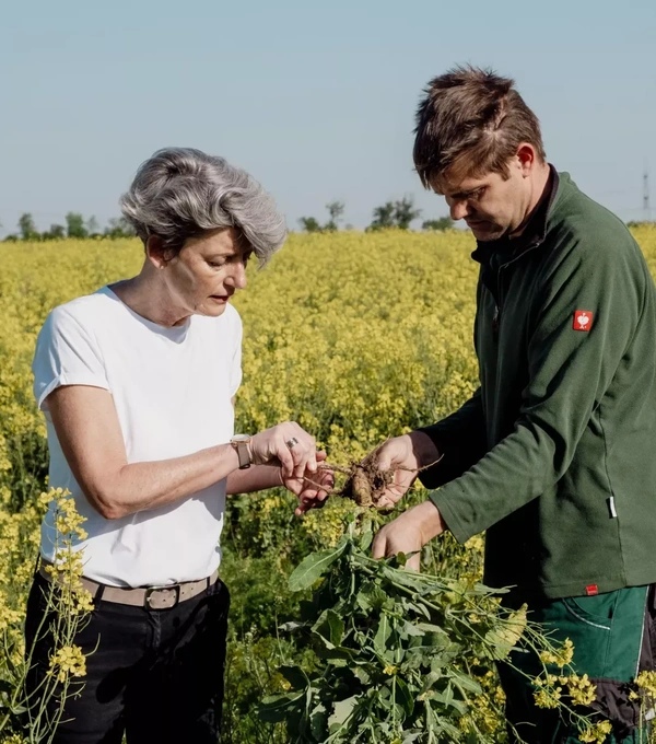 KI generiert: Zwei Personen inspizieren Pflanzen in einem gelben Blütenfeld.