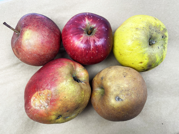 KI generiert: Fünf unterschiedlich gefärbte Äpfel liegen auf einer beigen Fläche.