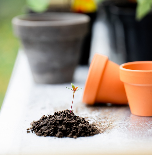 Samen Gärtner Anzucht Topf