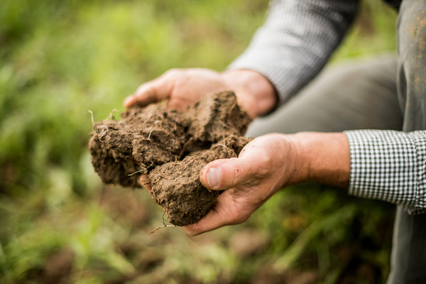KI generiert: Hände halten Erde in einer natürlichen Umgebung.